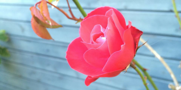 susannehedal.dk,rose,dream,life,business,mastery,coach (